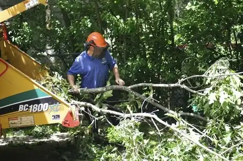 tree services Chevy Chase Section Five
